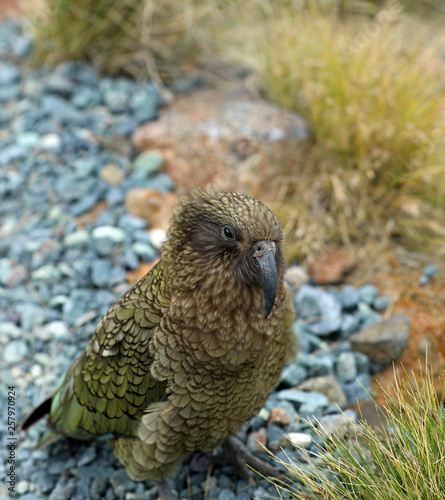 Wilder Kea Papagei in den Bergen in Neuseeland photo