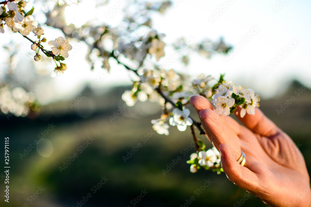 Branch with beautiful Wild plum blossoms on colorful nature background. Plum blossoms blooming in Japan. Horizontal, selective focus, blur, hand. Branch with beautiful Wild plum blossoms on colorful nature background. Plum blossoms blooming in Japan. Horizontal, selective focus, blur, hand.