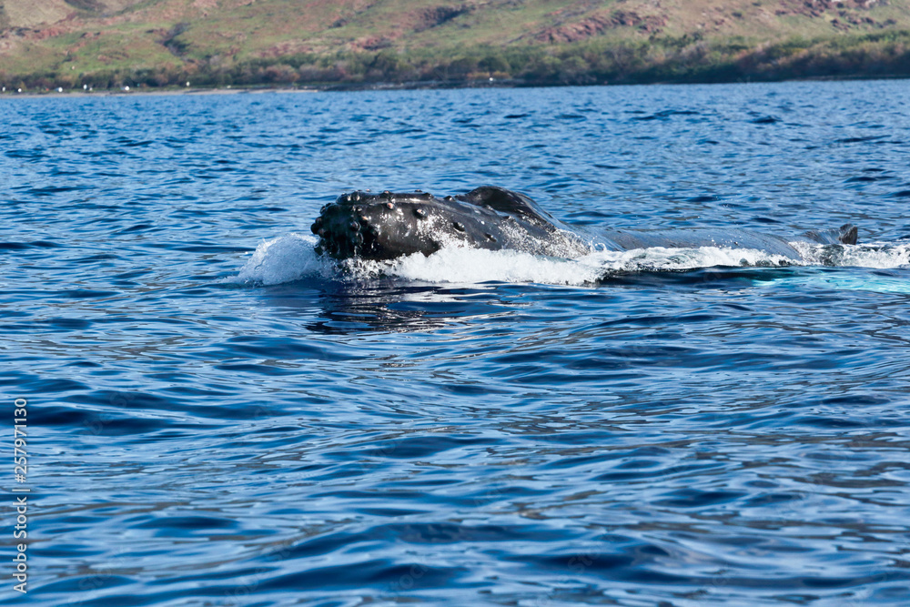 Fototapeta premium Young humpback whales breaking the surface during