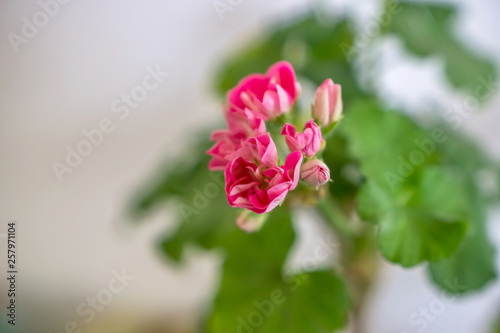 A close-up of a blooming pink twig pelargonium of a rustic window, a shallow depth of focus.