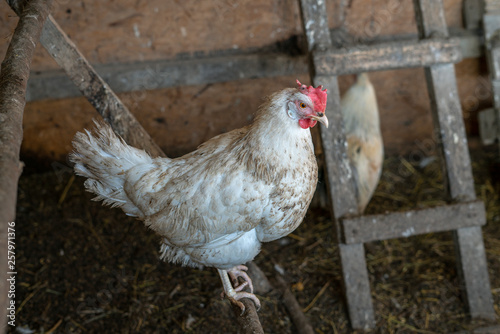 Cock at farm