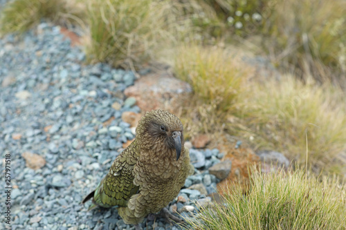 Wilder Kea Papagei in den Bergen in Neuseeland photo