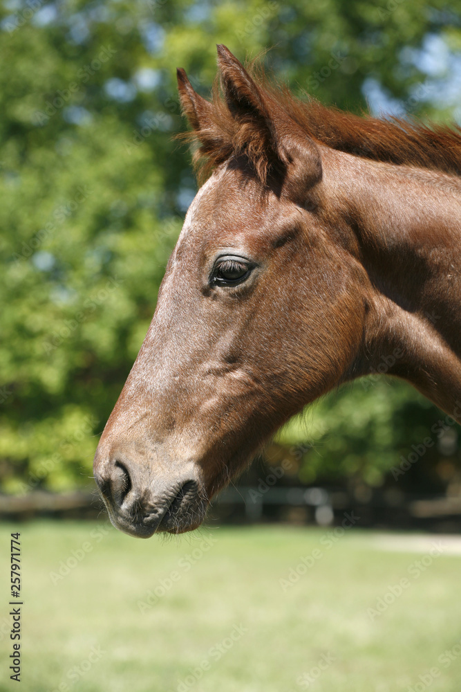 Head shot of a newborn thoroughbred filly at beautiful animal ranch Head shot of a newborn thoroughbred filly at beautiful animal ranch
