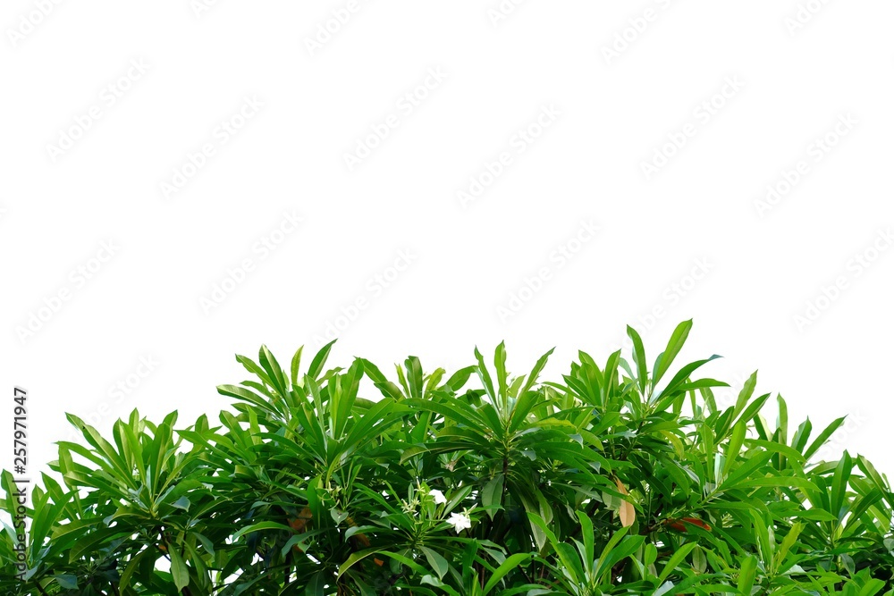 Tropical flora tree with leaves branches on white isolated background for green foliage backdrop 