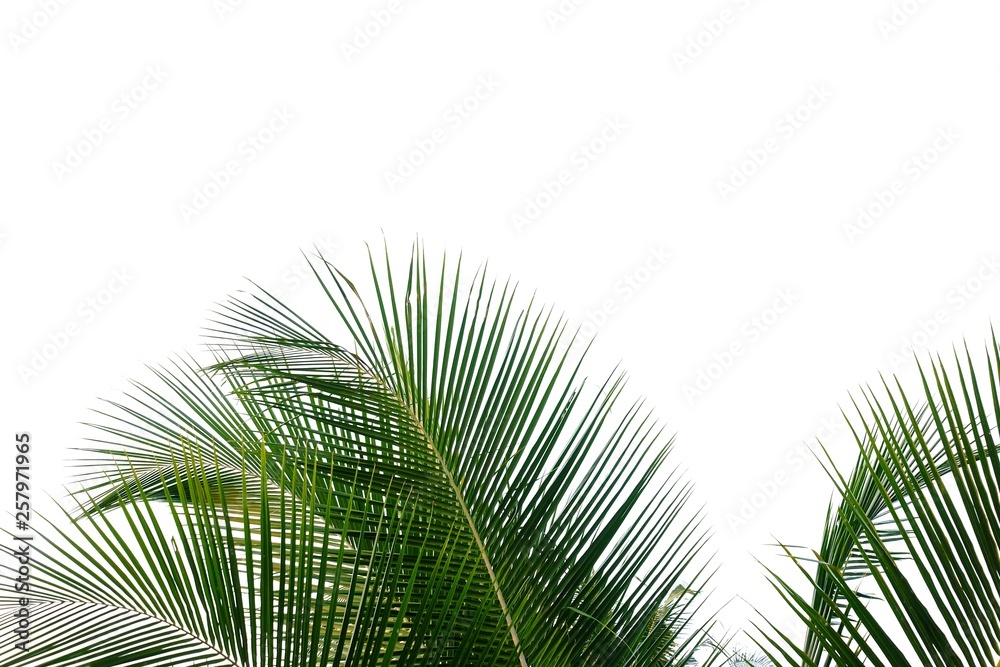 Fototapeta premium Coconut leaves with branches on white isolated background for green foliage backdrop 