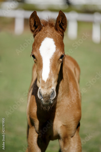 Head shot of a newborn thoroughbred filly at beautiful animal ranch