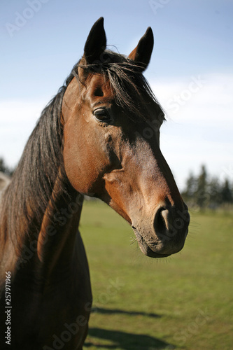 Closeup of a young domestic horse on natural background outdoors rural scene