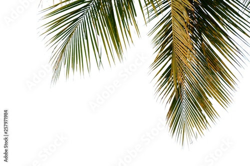 Coconut leaves with sun light on white isolated background for green foliage backdrop 