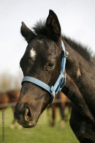 Closeup of a young domestic horse on natural background outdoors rural scene