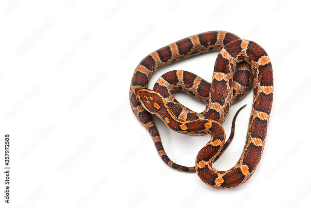 Corn snake isolated on white background Corn snake isolated on white background