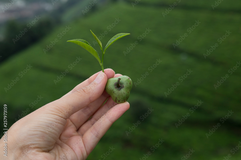 Fototapeta premium the girl hold the fresh tea sprouts or leaf in the hand at the beautiful tea field from Rize.