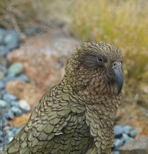 Wilder Kea Papagei in den Bergen in Neuseeland © Andrea Geiss