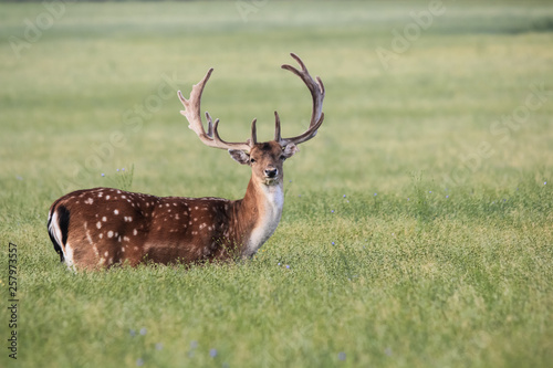 STAG STANDING ALONE IN FIELD