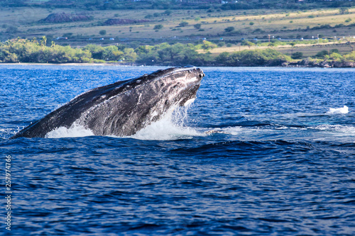 Young male humpback vying with other male humpbacks on Maui.