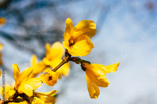 Closeup of flowers from a tree in the streets of Voorburg in Netherlands photo