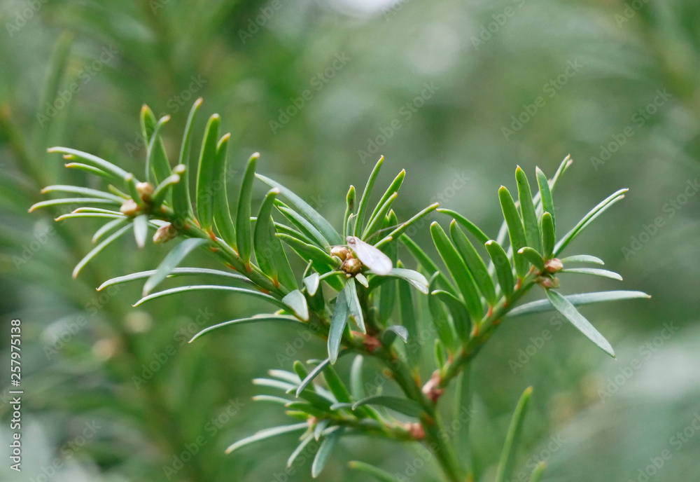 Nahaufnahme einer Mücke auf immergrünem Baum Nahaufnahme einer Mücke auf immergrünem Baum
