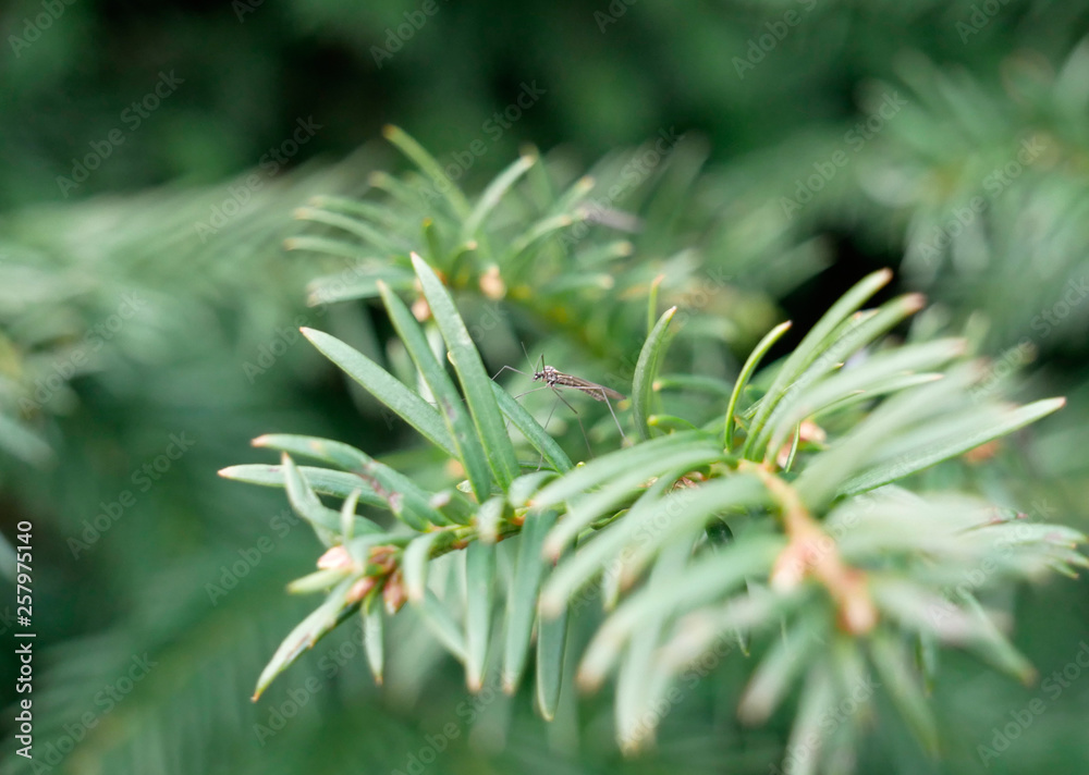 Nahaufnahme einer Mücke auf immergrünem Baum Nahaufnahme einer Mücke auf immergrünem Baum