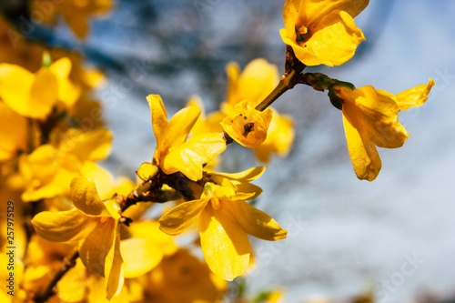 Closeup of flowers from a tree in the streets of Voorburg in Netherlands photo