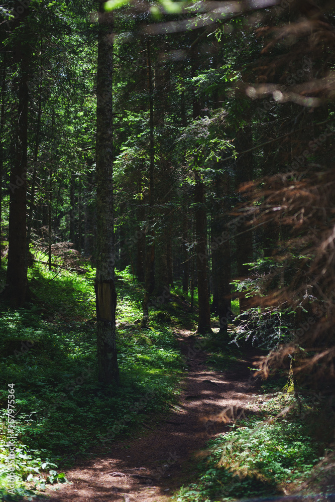 Obraz premium Hiking trail in the coniferous forest on a warm summer day. 
