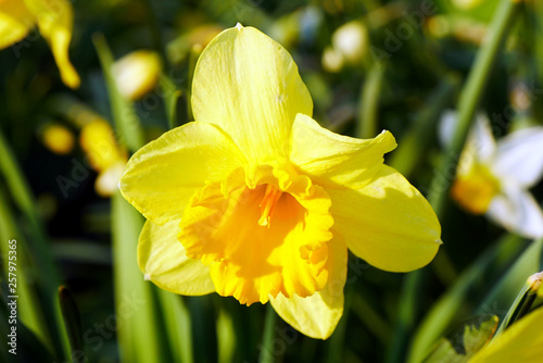 Yellow daffodils. Yellow daffodil flower or narcissus in green grass during spring. Close-up