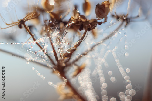 Close-up of abstract drops on a spider web with variable focus and blurred background in the rays of the rising sun. Blur and soft focus.