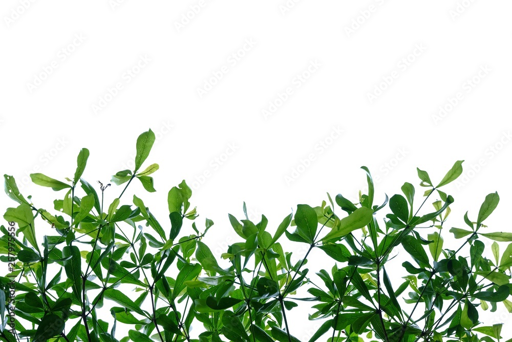 Fototapeta premium Tropical tree with leaves branches on white isolated background for green foliage backdrop 