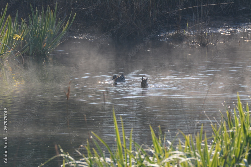 Fototapeta premium Alzavole nella nebbia