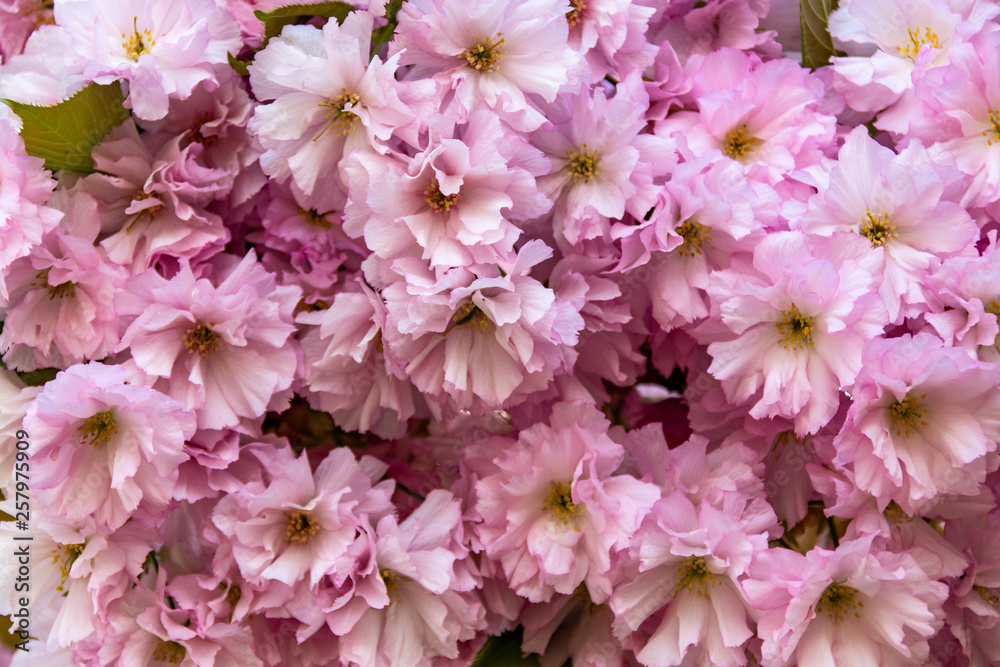 Natural sunny flower plants landscape and a background.