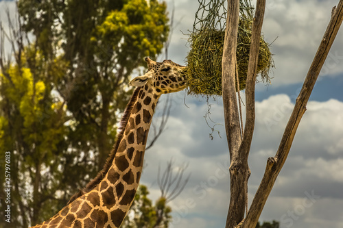 Canvas Print giraffe eating