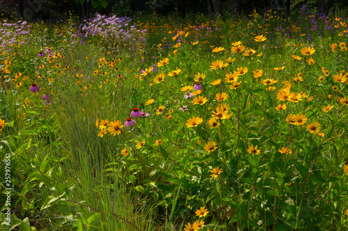 Michigan Roadside Flowers photo