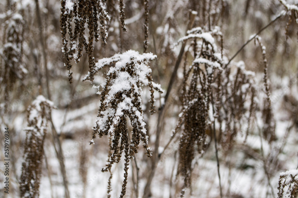 Fototapeta premium Pfanze im Schnee