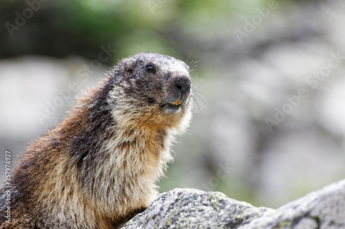Marmotte