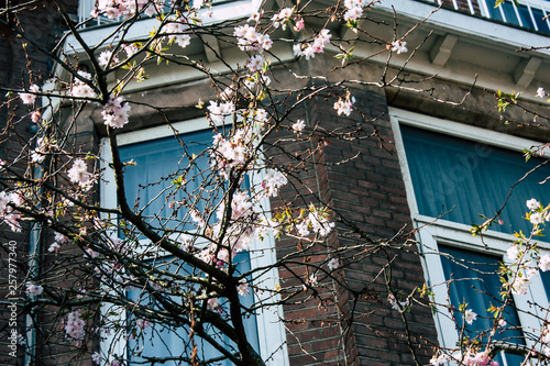 Closeup of flowers from a tree in the streets of Voorburg in Netherlands photo