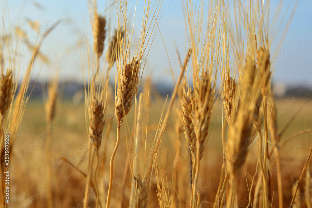 Obraz premium Gold wheat field and blue sky