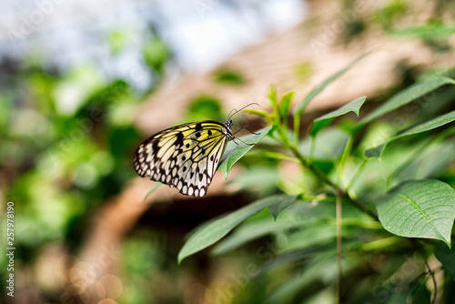 Parantica aspasia, the yellow glassy tiger butterfly photo