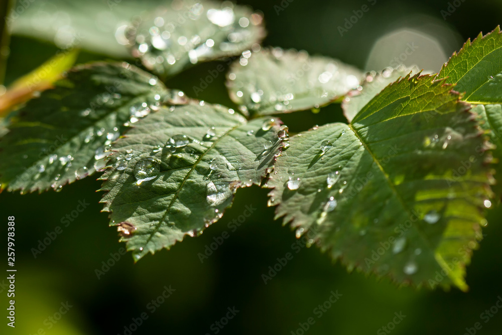 Bright, transparent raindrops on a young leaf of a garden rose beautifully shine in sunshine. Bright, transparent raindrops on a young leaf of a garden rose beautifully shine in sunshine.