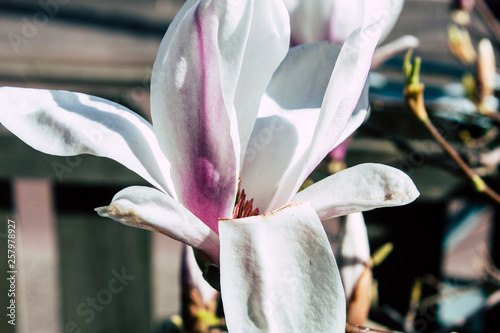 Closeup of flowers from a tree in the streets of Voorburg in Netherlands photo