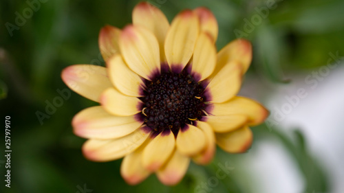 African daisy blooming flower in the garden. Orange Symphony African Daisy. Summer season.