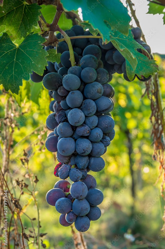 Branches of red wine grapes growing in Italian fields. Close up view of fresh red wine grape in Italy. Vineyard view with big red grape growing. Branches of red wine grapes growing in Italian fields. Close up view of fresh red wine grape in Italy. Vineyard view with big red grape growing.