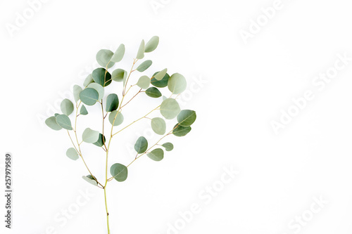 green branch eucalyptus on white background. flat lay, top view © K.Decor