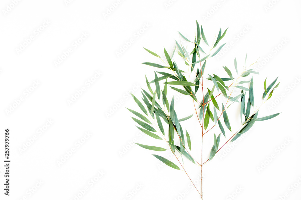 green branch eucalyptus on white background. flat lay, top view