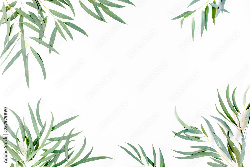 frame of green branches, eucalyptus leaves nicoli on a white background. flat layout, top view frame of green branches, eucalyptus leaves nicoli on a white background. flat layout, top view