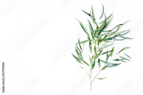 green branch eucalyptus on white background. flat lay  top view