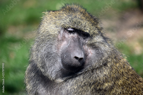 Baboon Monkey Papio Anubis Head Closeup Portrait