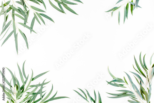 Fototapeta Naklejka Na Ścianę i Meble -  frame of green branches, eucalyptus leaves nicoli on a white background. flat layout, top view