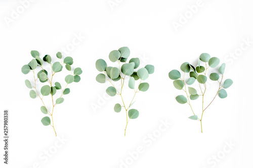 green leaves eucalyptus on white background. flat lay, top view © K.Decor