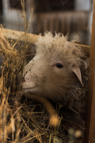 Beautiful and cute sheep inside the farm eat hay.