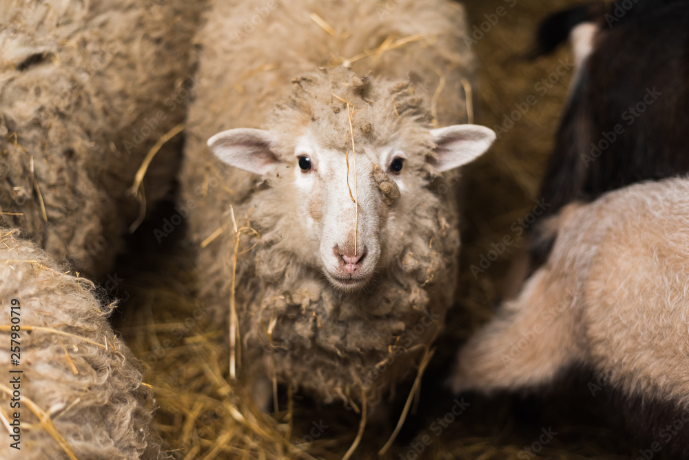 Beautiful and cute sheep inside the farm eat hay.