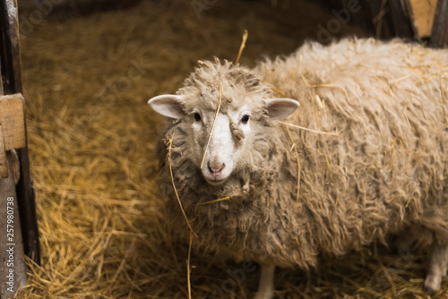 A cute little lamb looks into the camera. A sheep with plenty of wool looks into the camera on the uniform photo