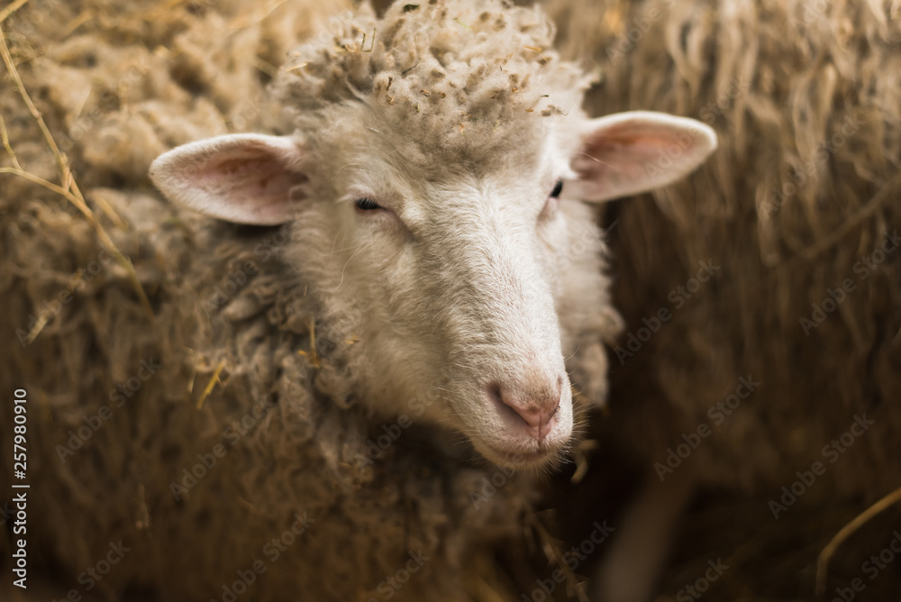A cute little lamb looks into the camera. A sheep with plenty of wool looks into the camera on the uniform
